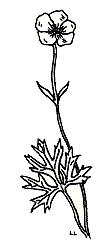 Buttercup, Ranunculus acris L.