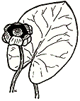 Cow Lily : [Nuphar variegatum]