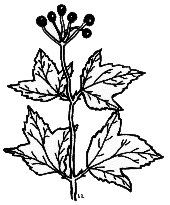 High Bush Cranberry [ Viburnum opulus L. ]
