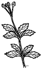 Prince's Pine [Chimaphilia umbellate (L.) Barton ]