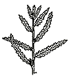 Sweet Fern : Comptonia peregrina