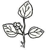 Waxberry, Symphoricarpos albus (L.) Blake